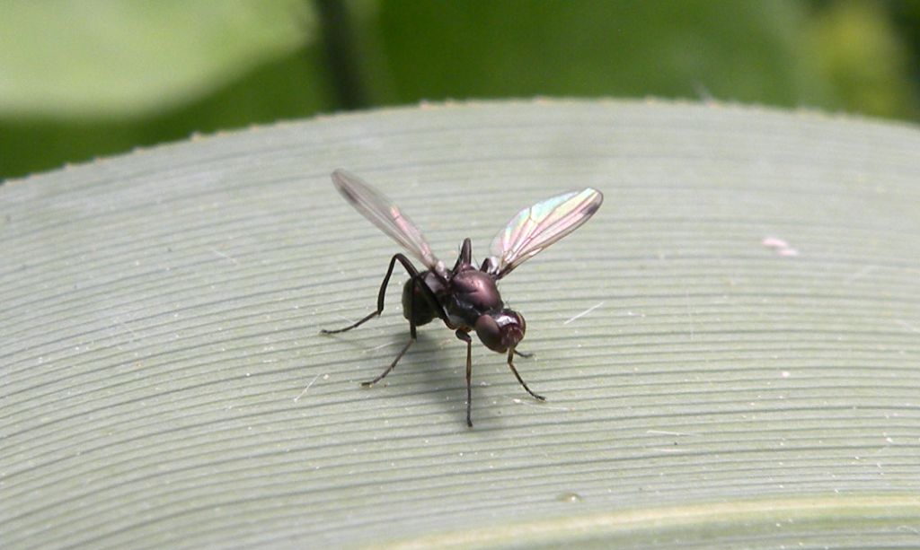 Sepsidae anch''io